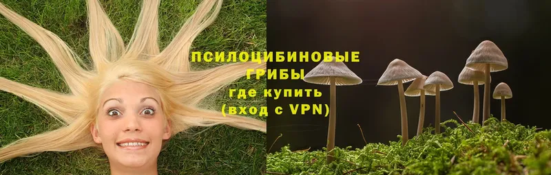 сколько стоит  Злынка  Галлюциногенные грибы Psilocybine cubensis 